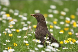 <p>KOS ČERNÝ (Turdus merula) /Common blackbird - Amsel/</p>